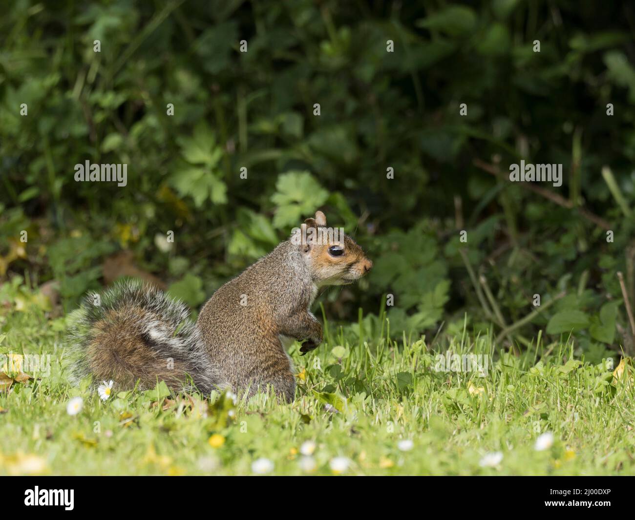 Grey Squirrel, Sciurus carolinensis, single adult sitting on grass in garden, Pembrokeshire, Wales, UK. Stock Photo