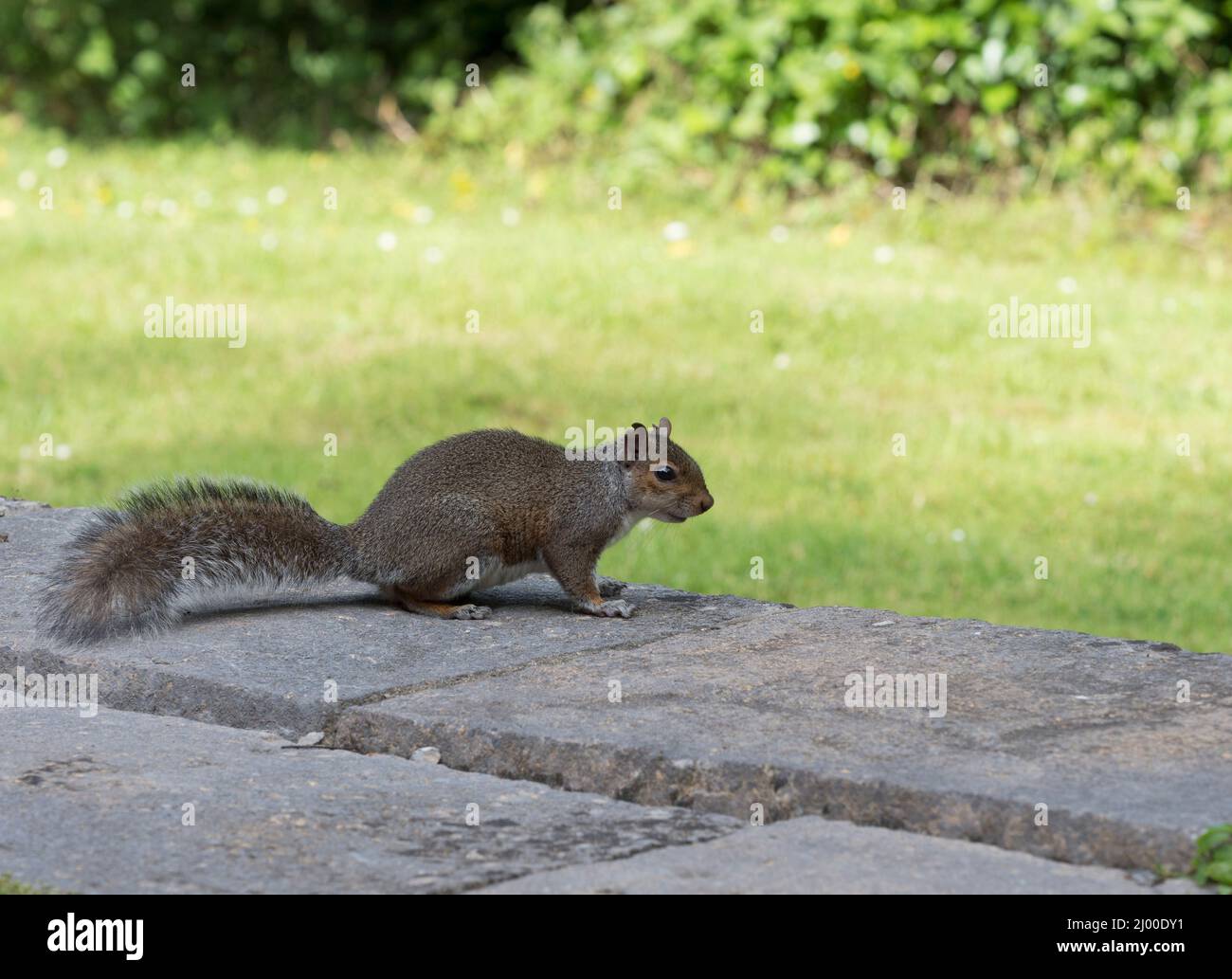 Grey Squirrel, Sciurus carolinensis, single adult on wall in garden, Pembrokeshire, Wales, UK. Stock Photo