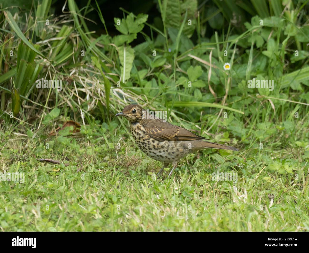 Song Thrush, Turdus philomelos, single juvenile standing on grass with Earthworm, Pembrokeshire, Wales, UK. Stock Photo