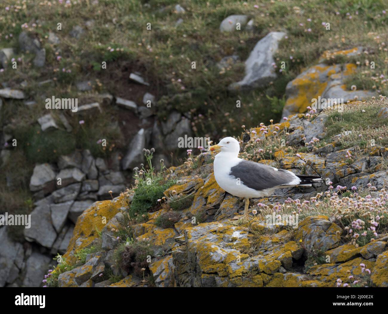 Lesser Black-backed Gull, Larus fuscus, single adult, Castle Martin, Pembrokeshire, Wales, UK. Stock Photo