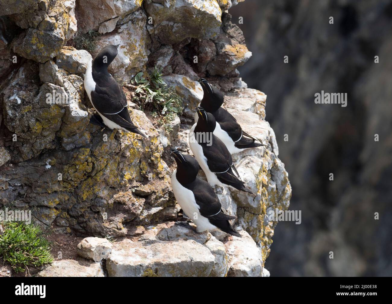Razorbills, Alca torda, on rocks, Castle Martin, Pembrokeshire, Wales, UK. Stock Photo