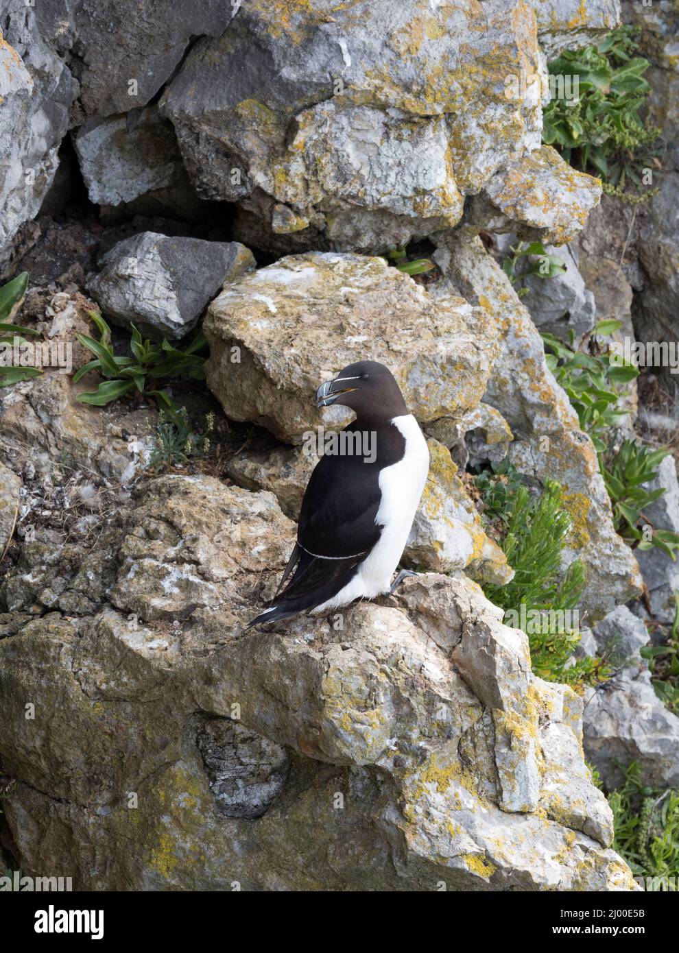Razorbill, Alca torda, single adult perched on rocks, Castle Martin, Pembrokeshire, Wales, UK. Stock Photo