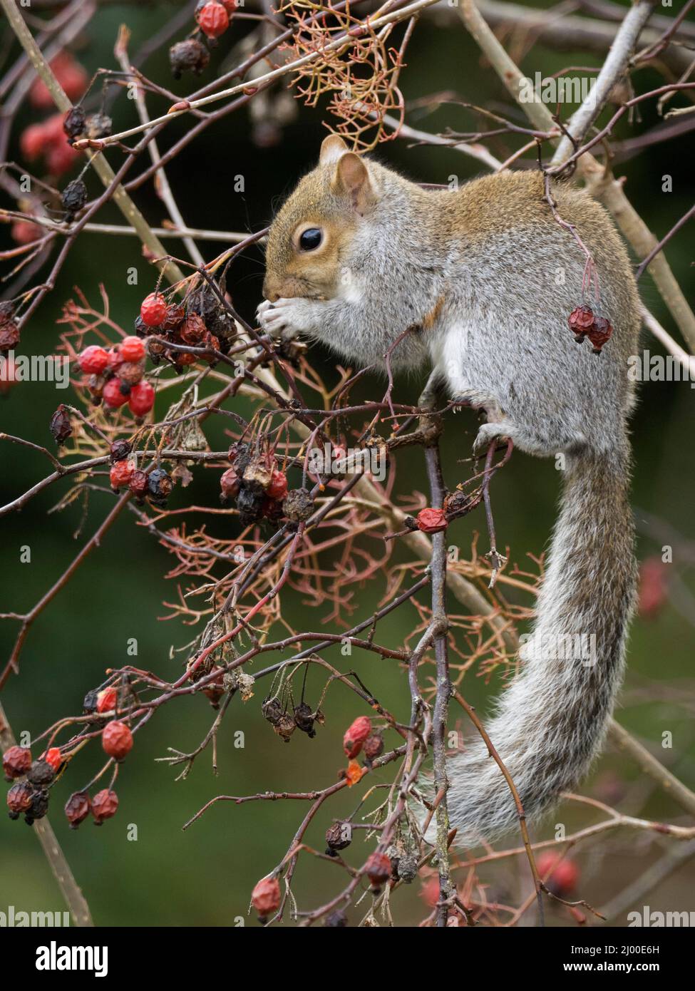 Grey Squirrel, Sciurus carolinensis, single adult feeding on rose hips, Worcestershire, UK. Stock Photo