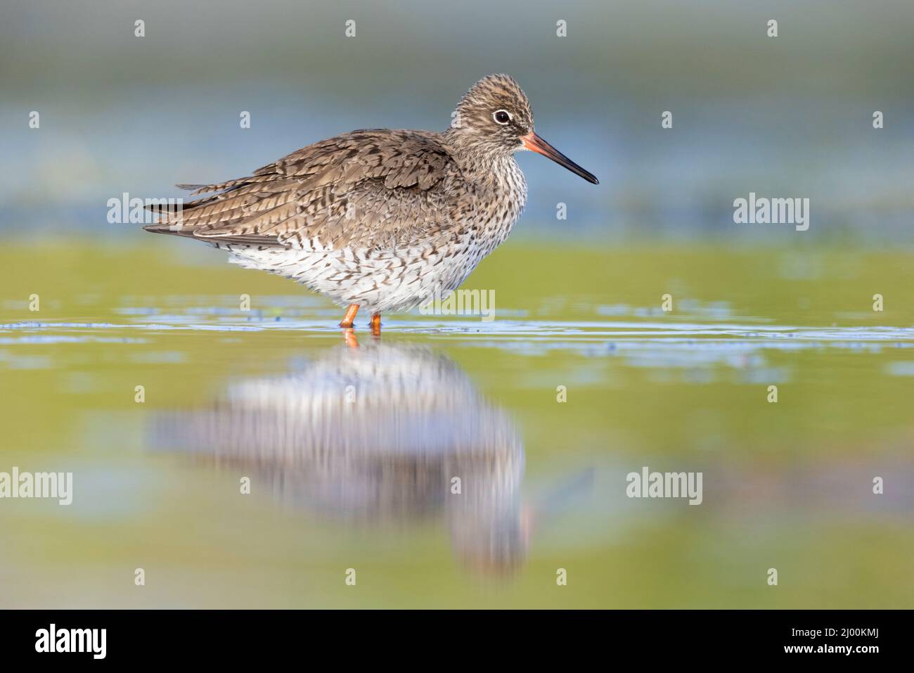 Common Redshank (Tringa totanus), side view of an adult standing in the water, Campania, Italy Stock Photo