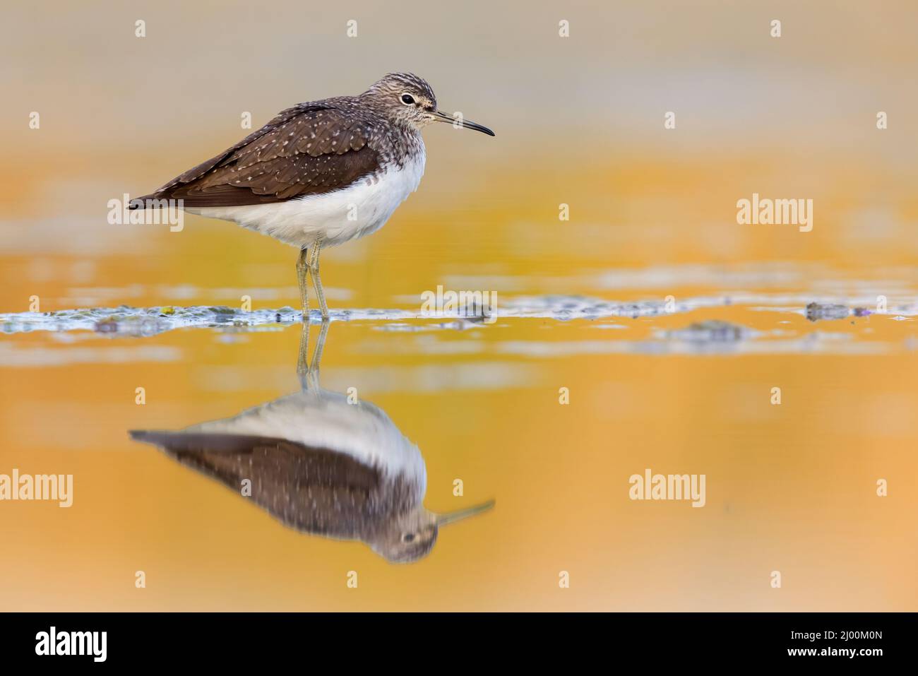 Green Sandpiper (Tringa ochropus), side view of an adult standing in the water, Campania, Italy Stock Photo