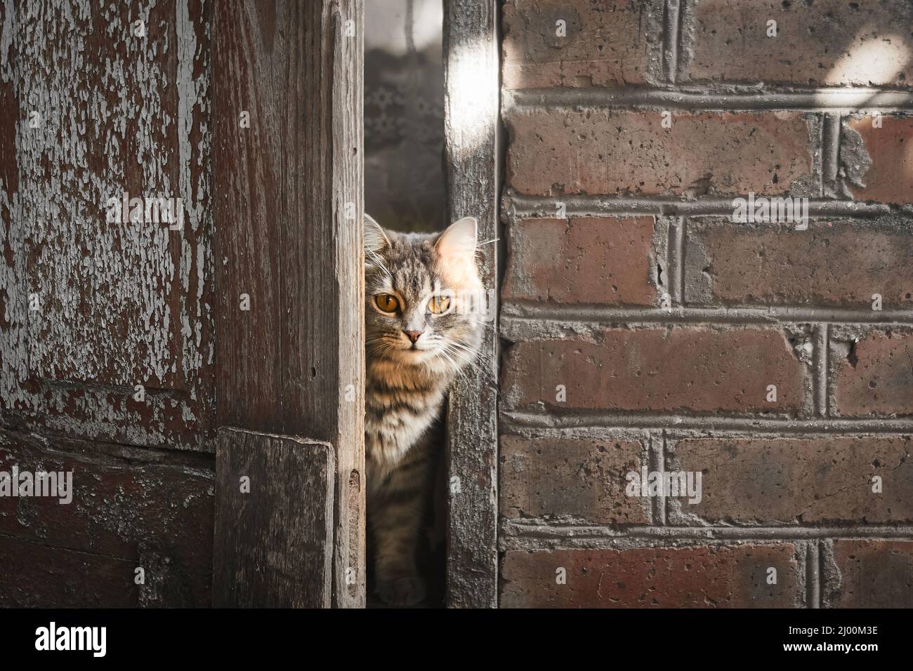 Fluffy gray cat peeks out from behind the door of an old house Stock Photo
