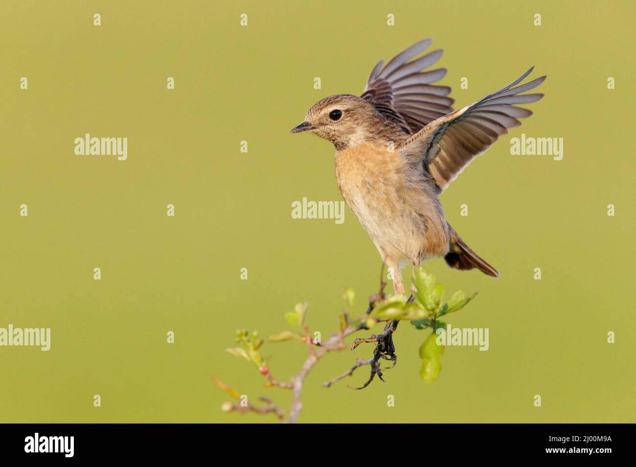 European Stonechat (Saxicola rubicola), side view of an adult female standing on a branch, Campania, Italy Stock Photo