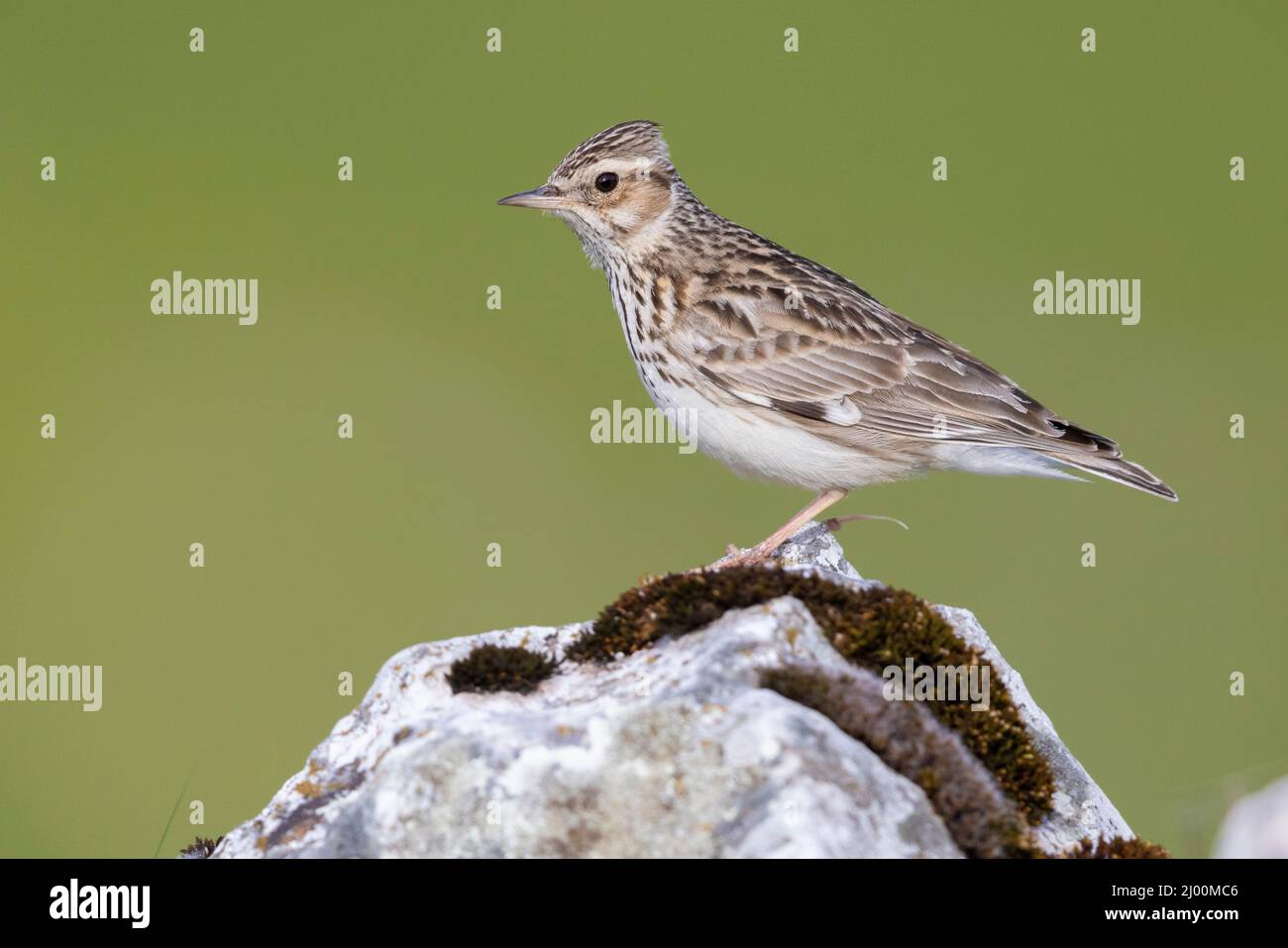 Woodlark (Lullula arborea), side view of an adult standing on a rock, Campania, Italy Stock Photo