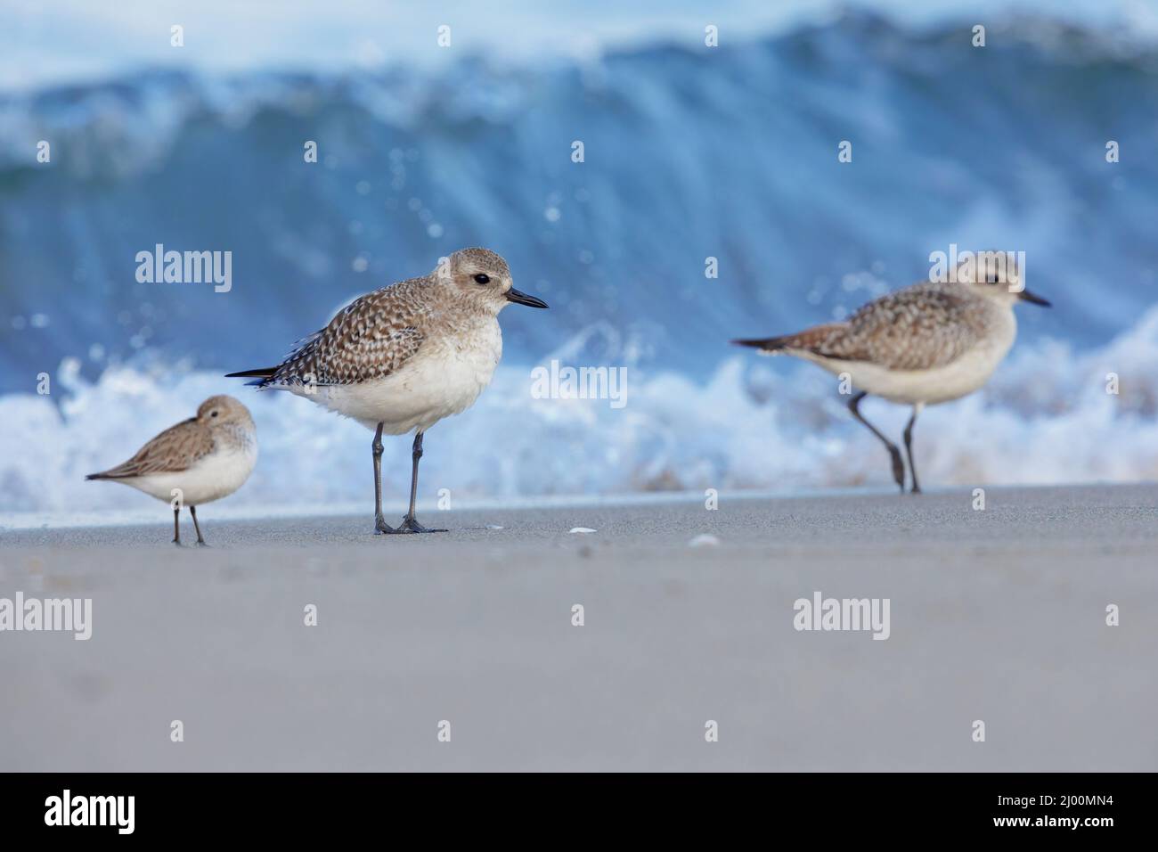 Grey Plover (Pluvialis squatarola), two individuals standing on the shore together with a Dunlin, Campania, Italy Stock Photo