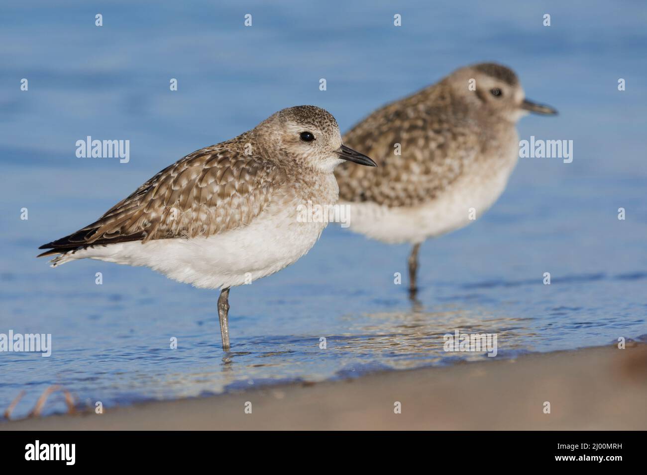 Grey Plover (Pluvialis squatarola), side view of two adults in winter plumage resting on the shore, Campania, Italy Stock Photo