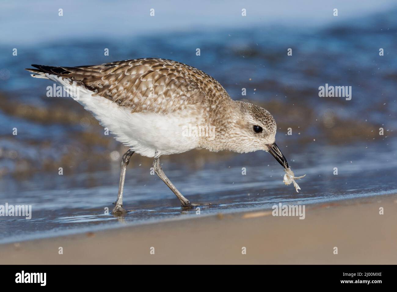 Grey Plover (Pluvialis squatarola), side view of an individual catching a crab, Campania, Italy Stock Photo
