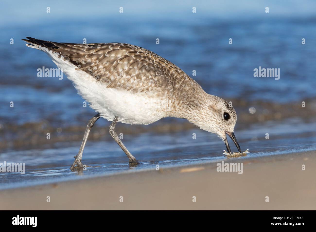 Grey Plover (Pluvialis squatarola), side view of an individual catching a crab, Campania, Italy Stock Photo