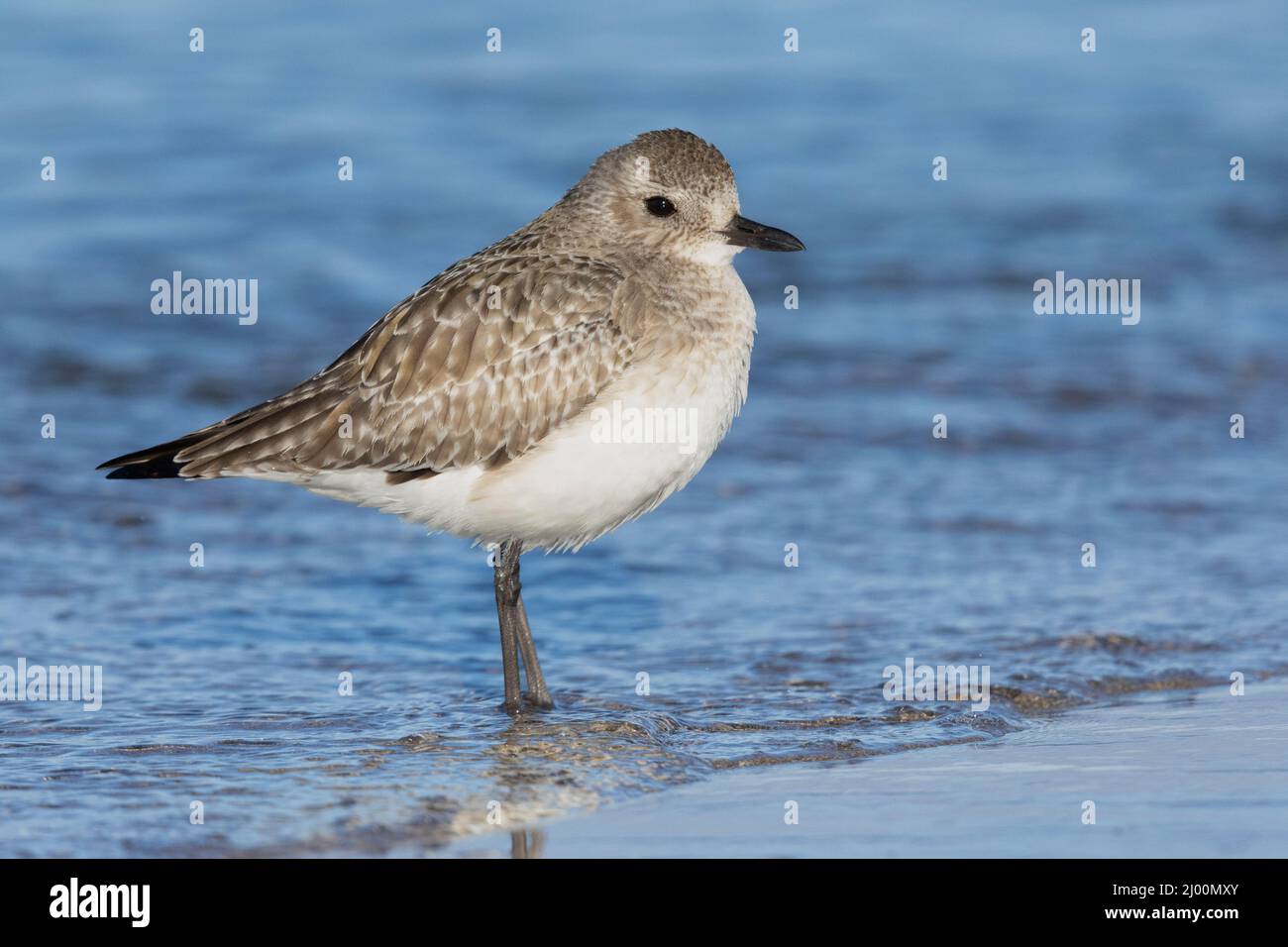 Grey Plover (Pluvialis squatarola), side view of two adults in winter plumage standing on the shore, Campania, Italy Stock Photo