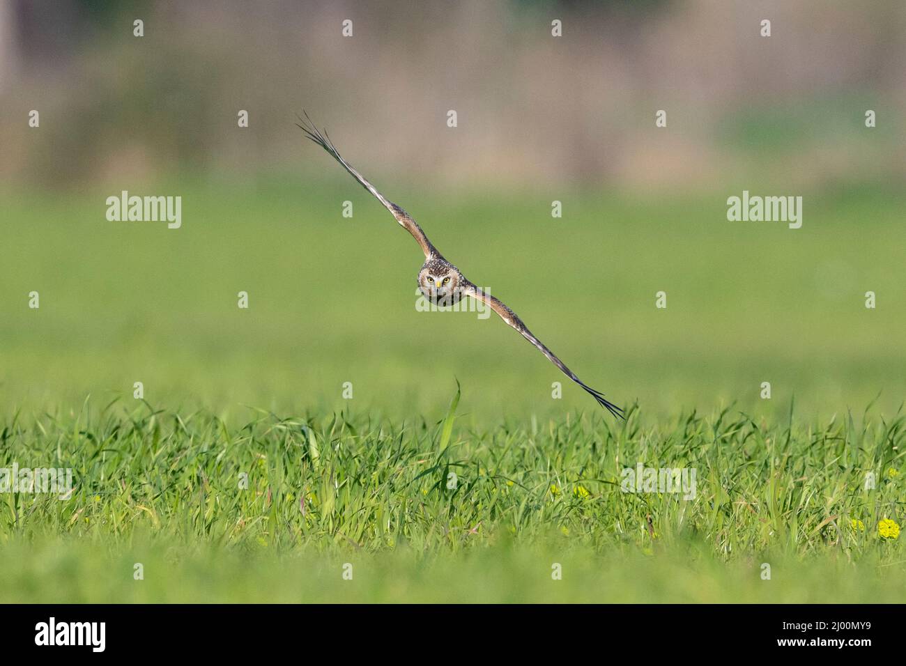 Hen Harrier (Circus cyaneus), front view of a juvenile male in flight, Campania, Italy Stock Photo