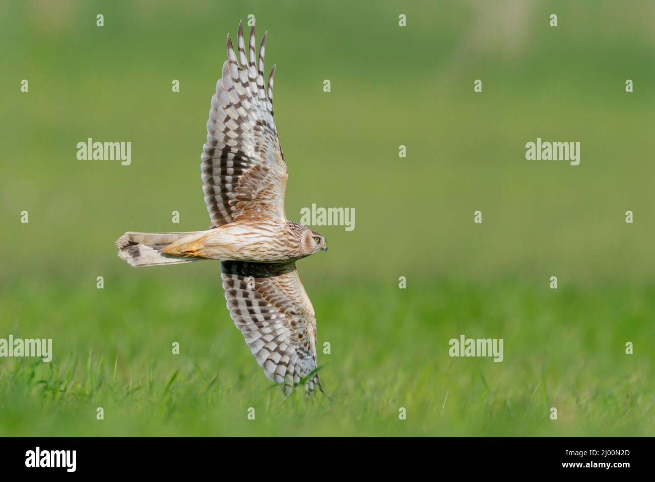 Hen Harrier (Circus cyaneus), juvenile male in flight showing underparts, Campania, Italy Stock Photo