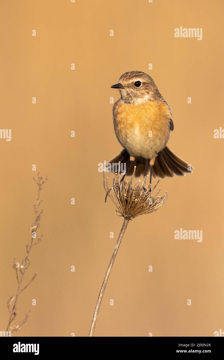 European Stonechat (Saxicola rubicola), front view of an adult female standing on a stem, Campania, Italy Stock Photo