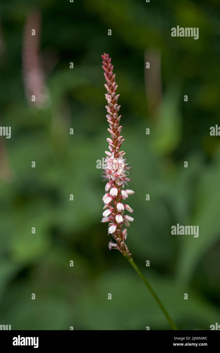 Closeup picture of pale pink flower (Persicaria amplexicaulis Rosea) Stock Photo