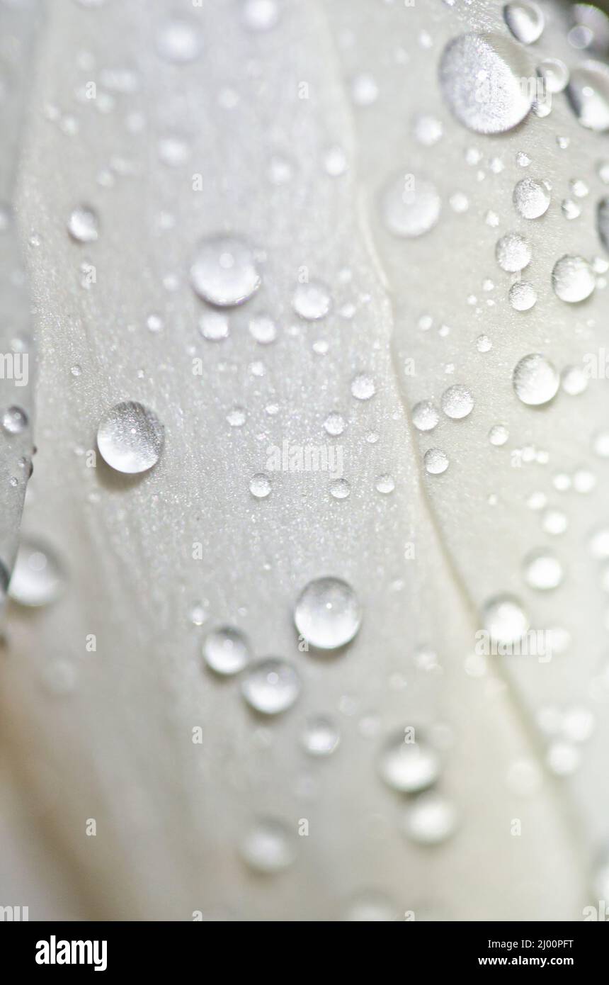 a white crocus with big raindrops on its leafs in spring Stock Photo