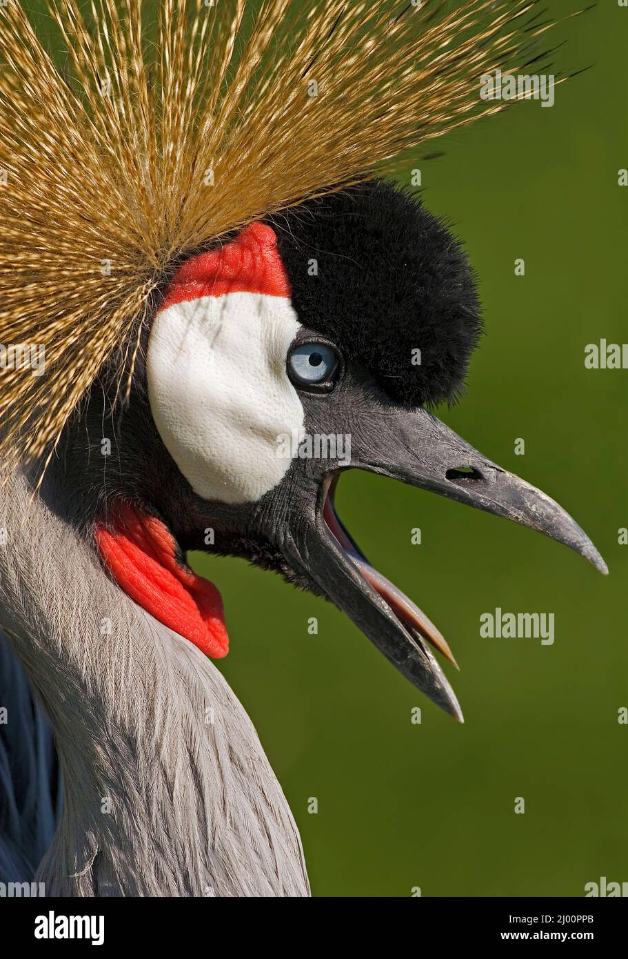 A Close up of a Gray-crowned Crane, Balearica regulorum Stock Photo