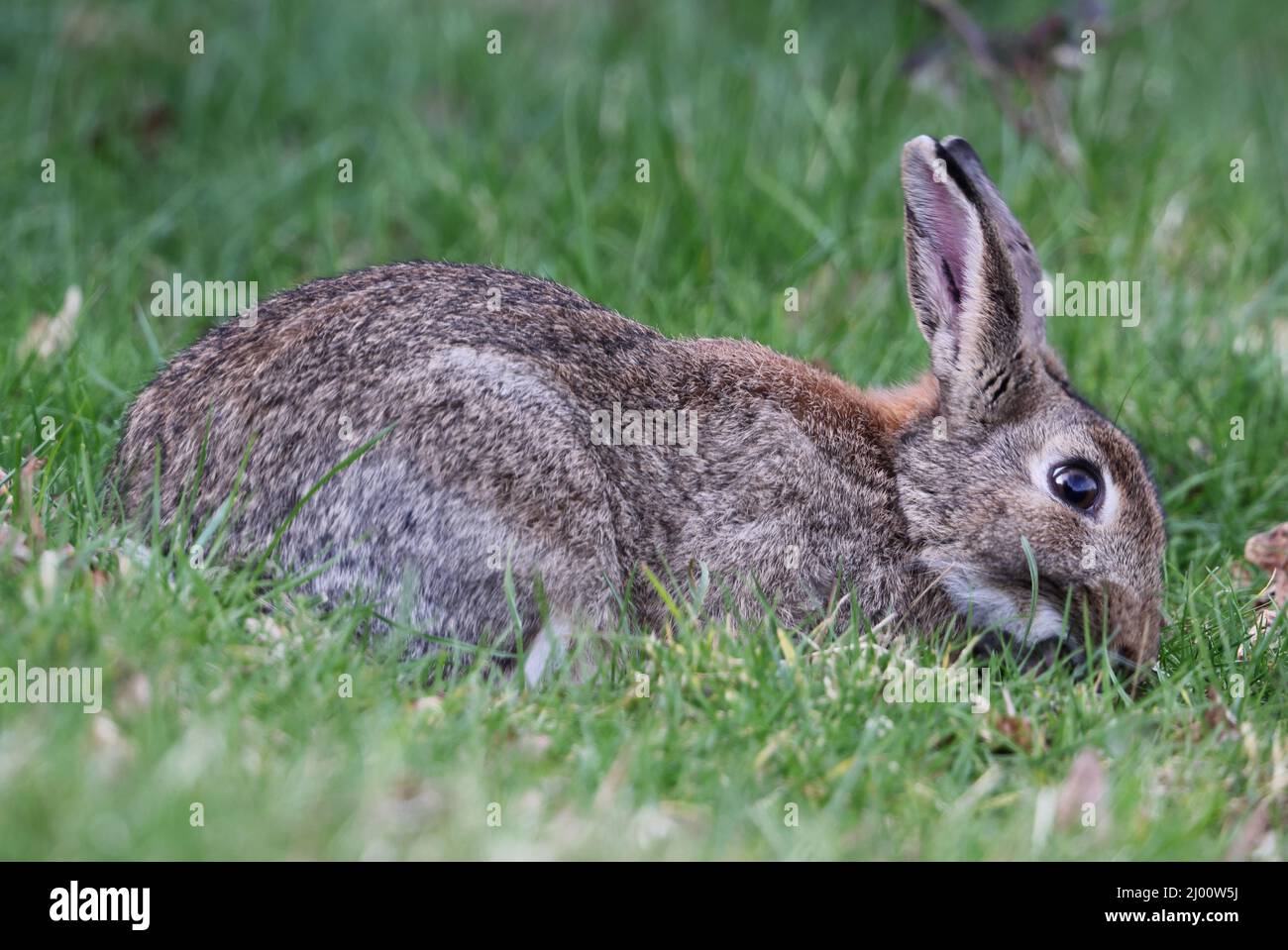 Wild Rabbit in the Cotswold Hills Stock Photo