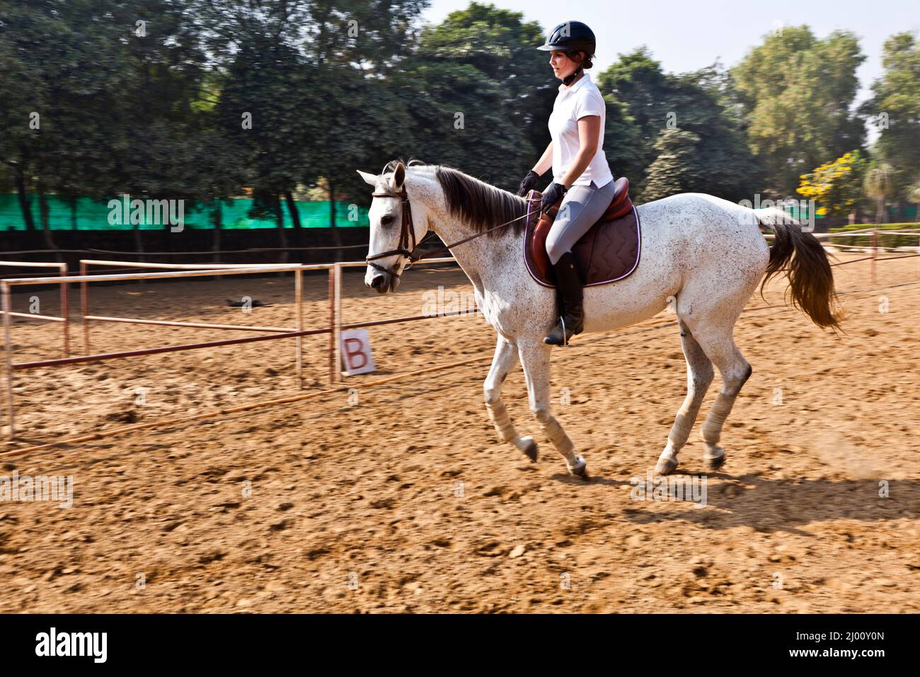 female rider trains the horse in the riding course Stock Photo - Alamy