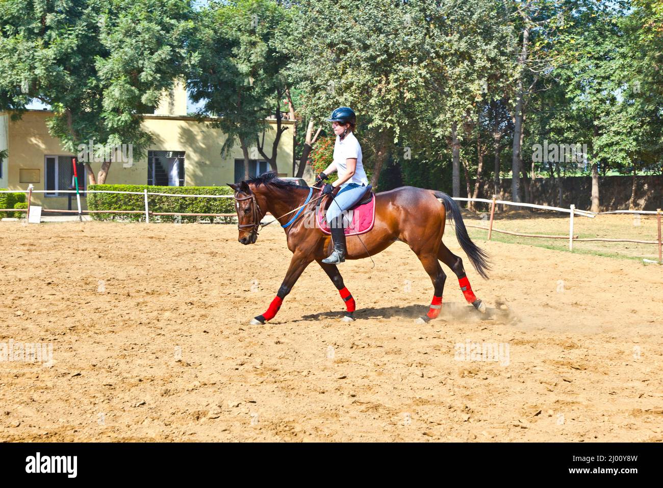 female rider trains the horse in the riding course Stock Photo - Alamy