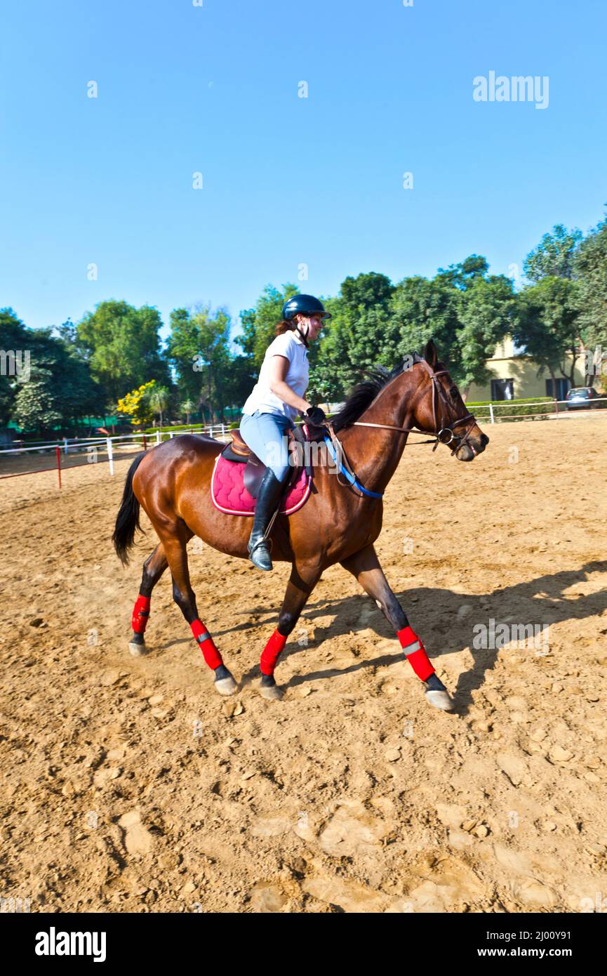 female rider trains the horse in the riding course Stock Photo - Alamy