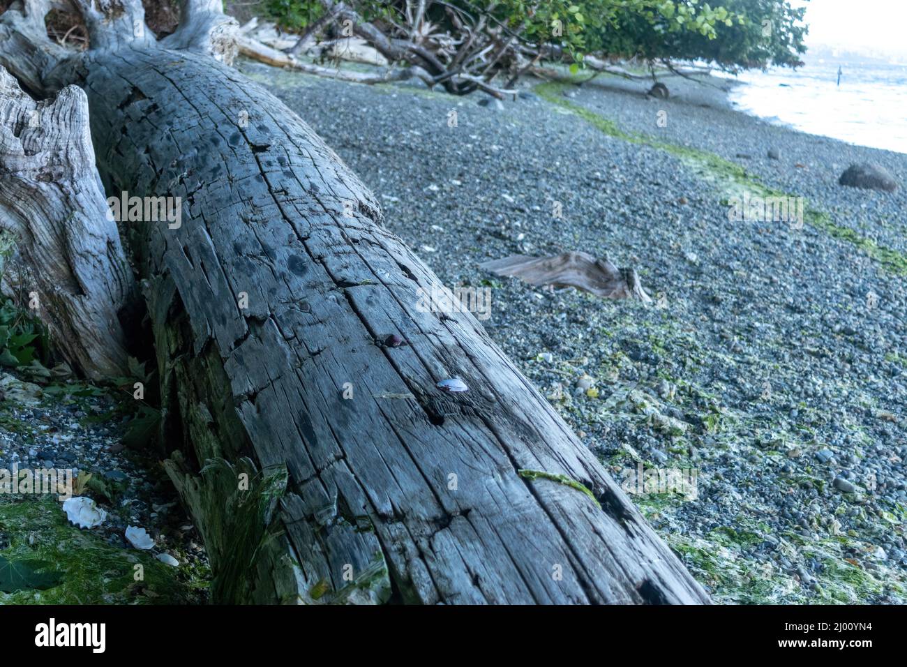 bleached weathered driftwood log laying on a beach Stock Photo