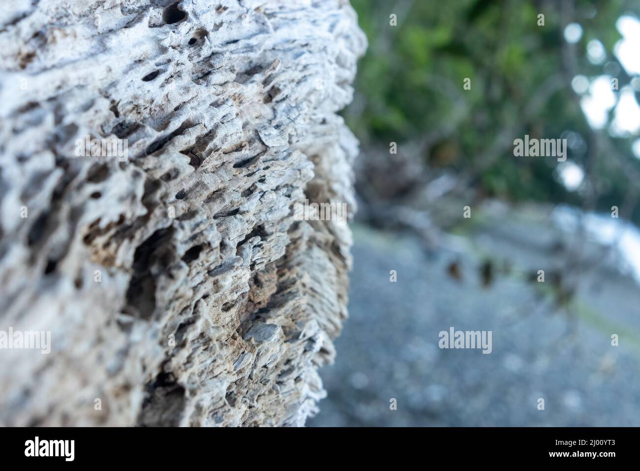 bleached weathered driftwood log laying on a beach Stock Photo
