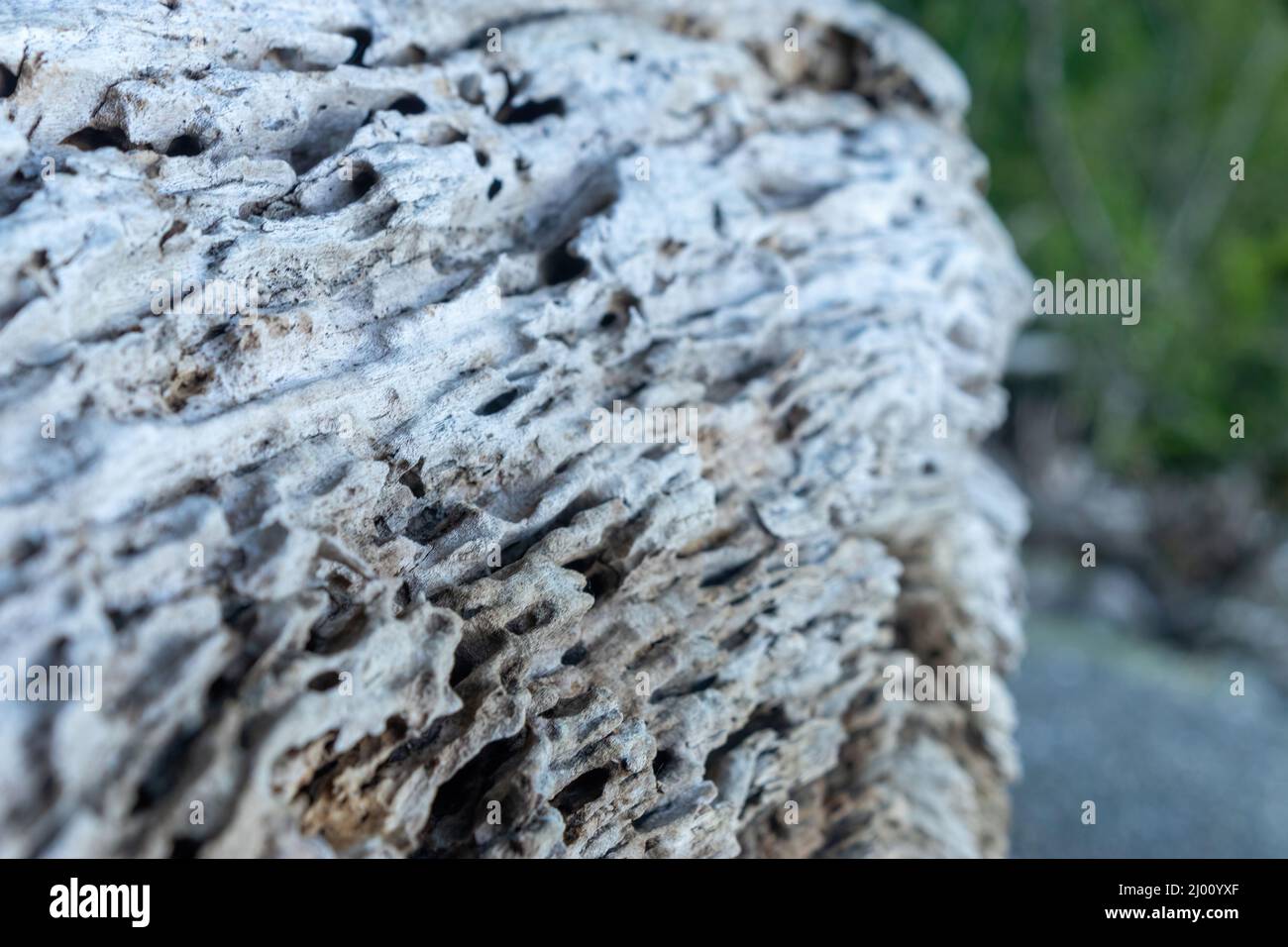 bleached weathered driftwood log laying on a beach Stock Photo