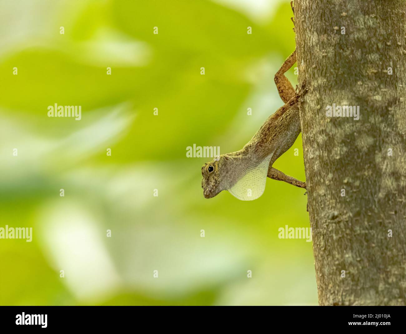 A bark anole hangs out on the trunk of a tree in the Florida Keys. Stock Photo