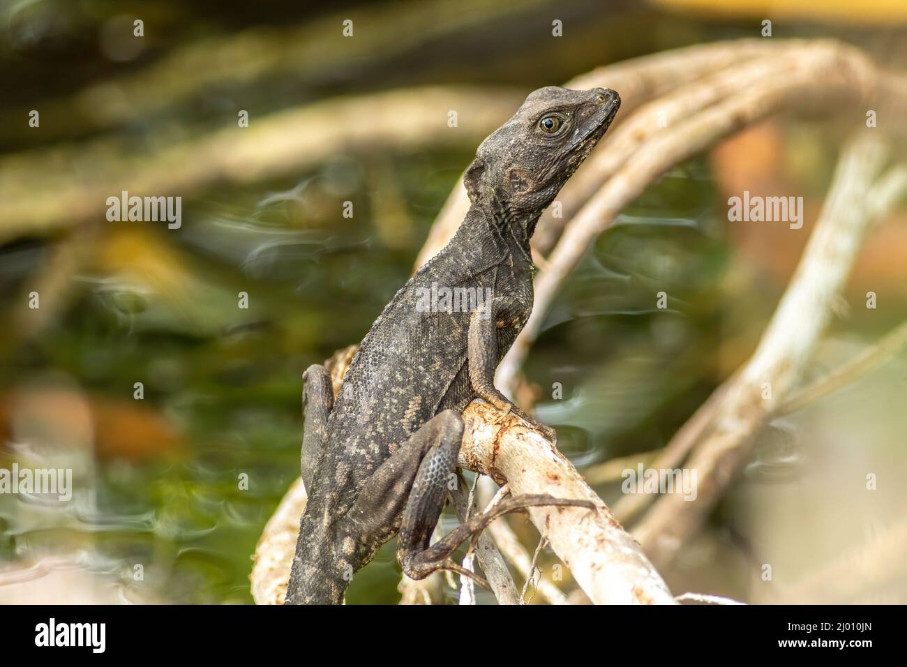 Florida basilisk hires stock photography and images Alamy