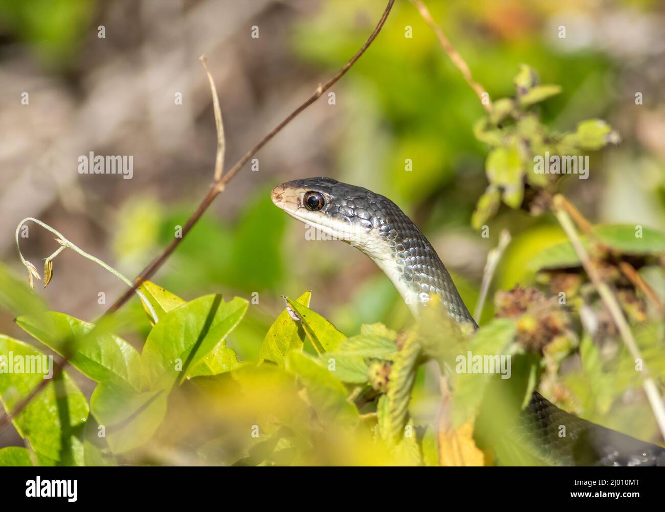 A Black Racer Snake Slithers Through The Undergrowth Looking For Small Rodents And Insects To Feed On Stock Photo Alamy