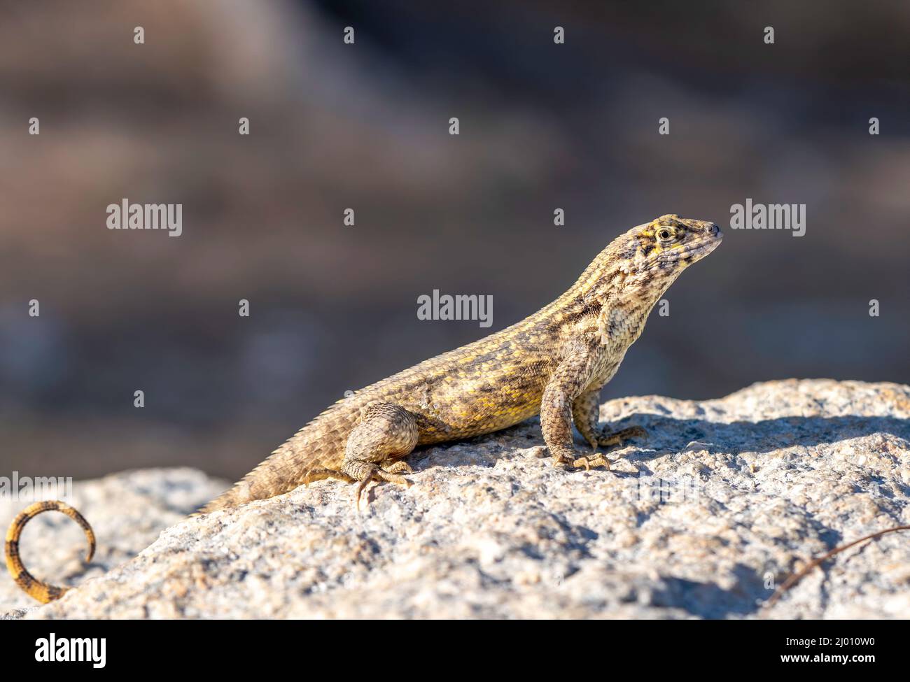 The invasive, exotic lizard called a Jamaican curly-tailed lizard which ...