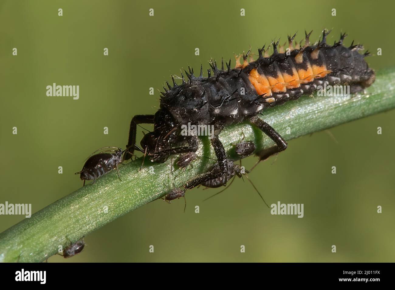 Closeup of Ladybug larvae on a plant in a garden Stock Photo
