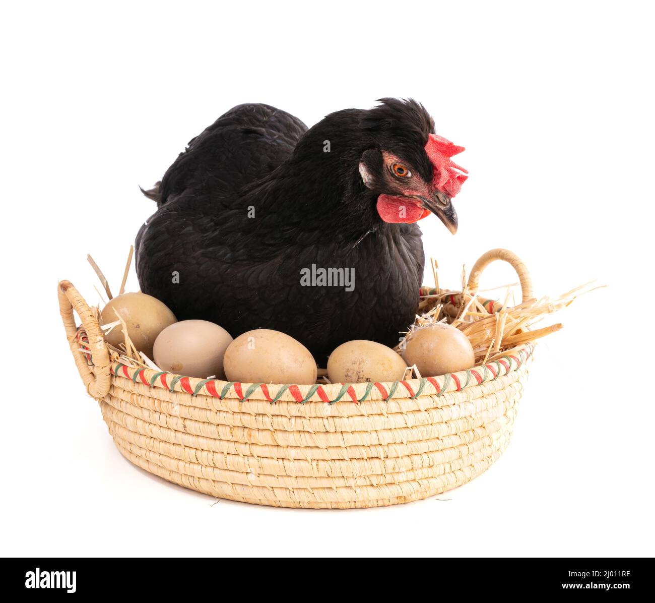 Black hen in a wicker basket with eggs on a white background Stock