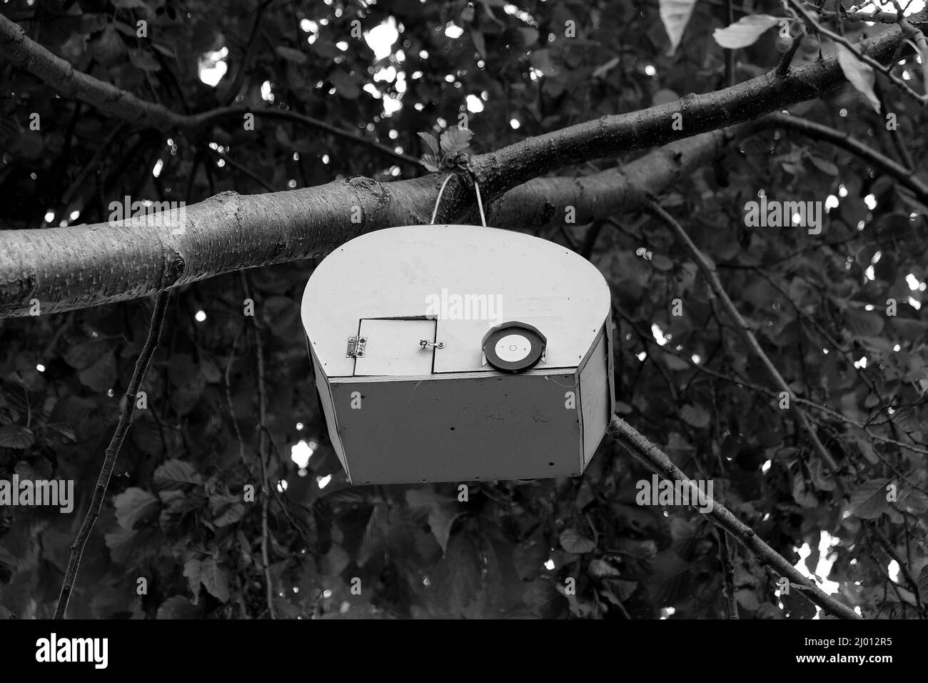A black and white shot of a small insect house hanging from a tree branch Stock Photo