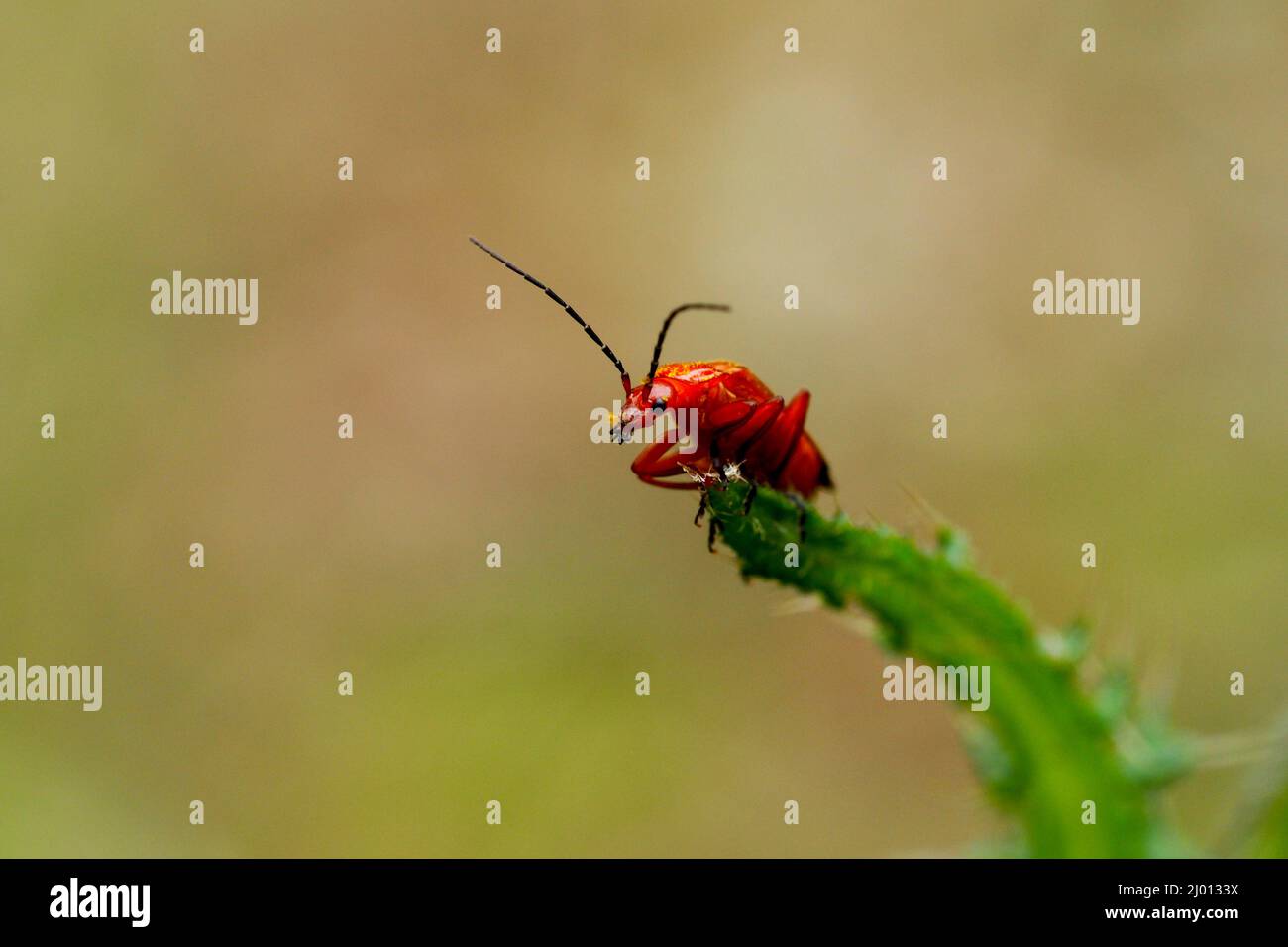 red soldier beetle Stock Photo