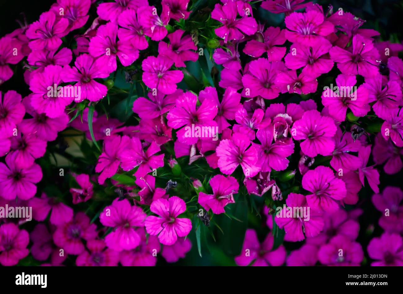 Sweet William (Dianthus) blooms at Bellingrath Gardens, March 4, 2022, in Theodore, Alabama. The 65-acre gardens opened to the public in 1932. Stock Photo