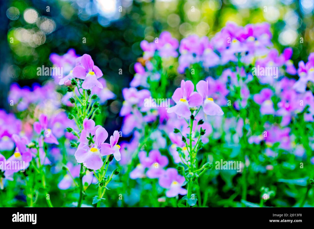 Nemesia hires stock photography and images Alamy