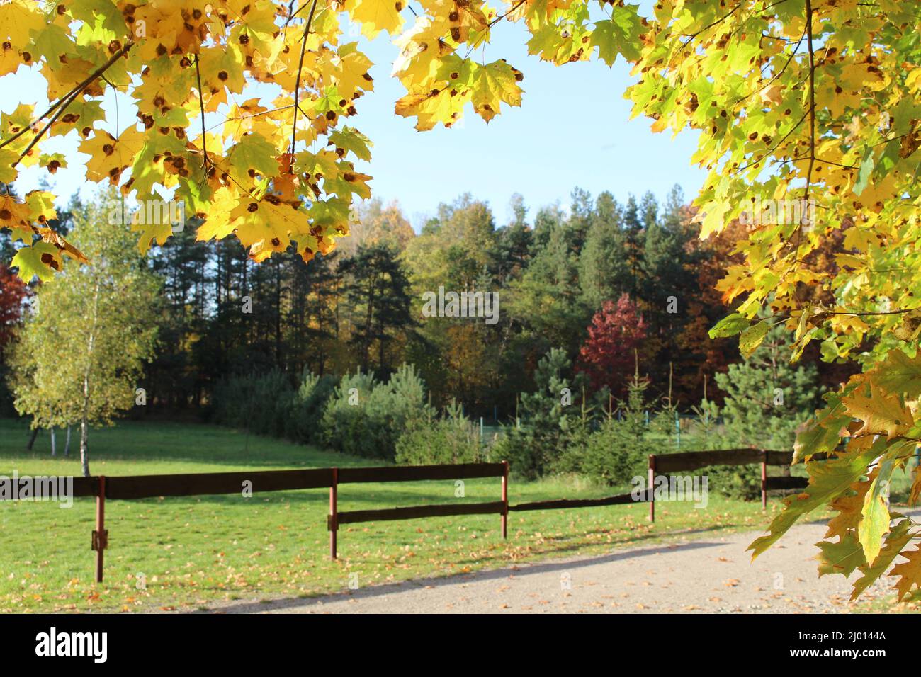 Park with yellow trees in the fall Stock Photo - Alamy