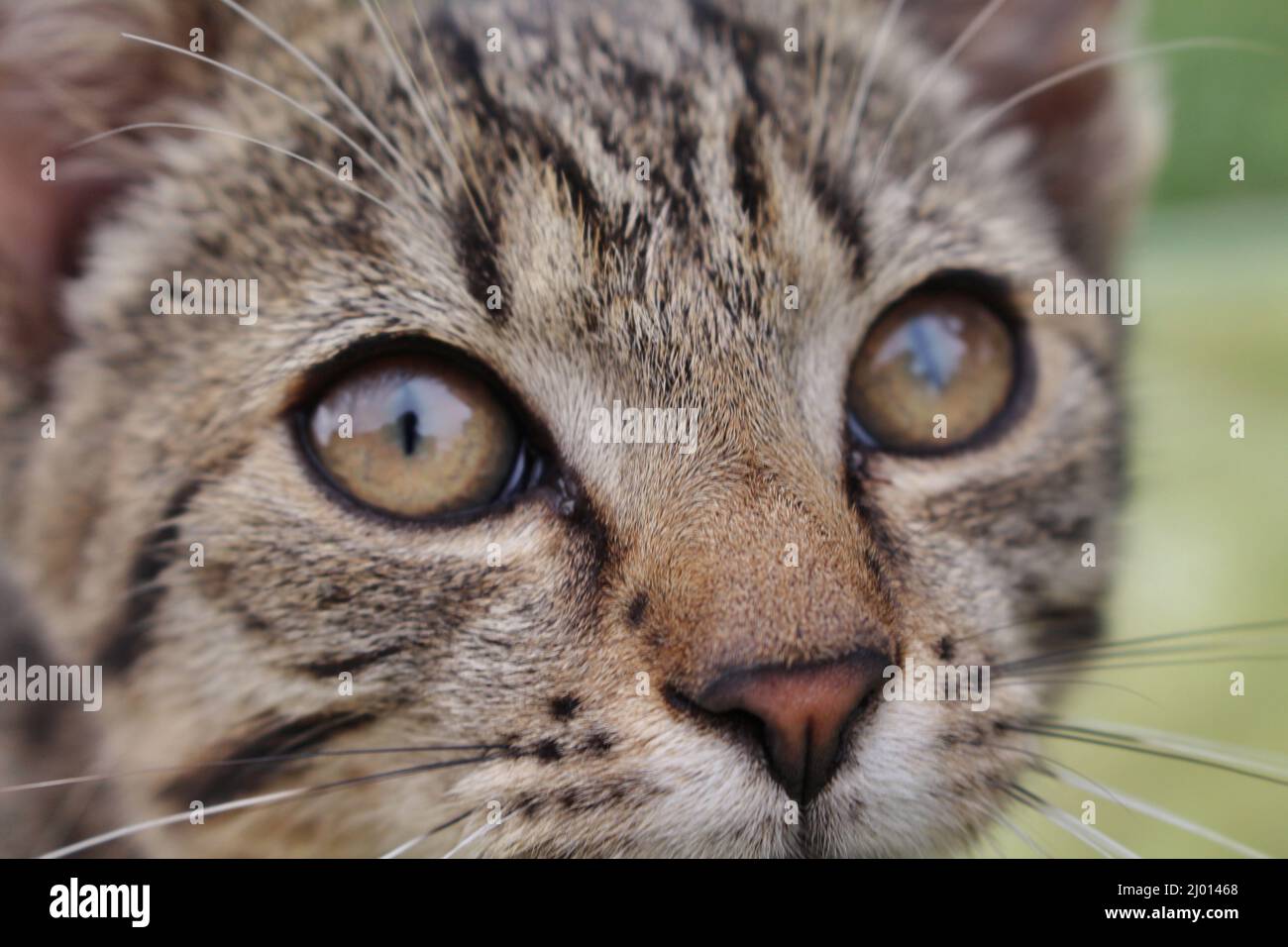 Closeup shot funny face hi-res stock photography and images - Alamy