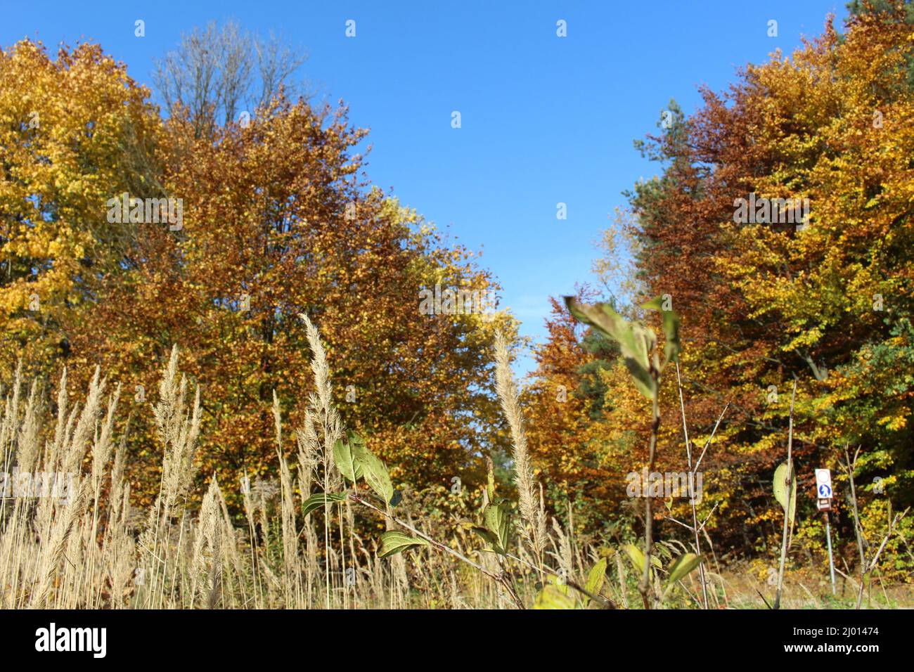Premium Photo | Beautiful autumn trees in the evening forest Autumn
