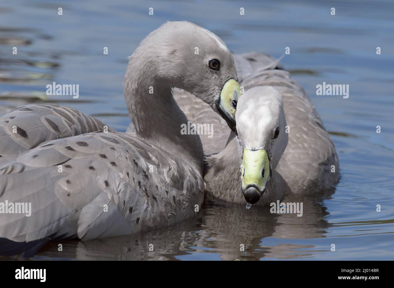 A pair of Cape Barren geese interacting on the water Stock Photo