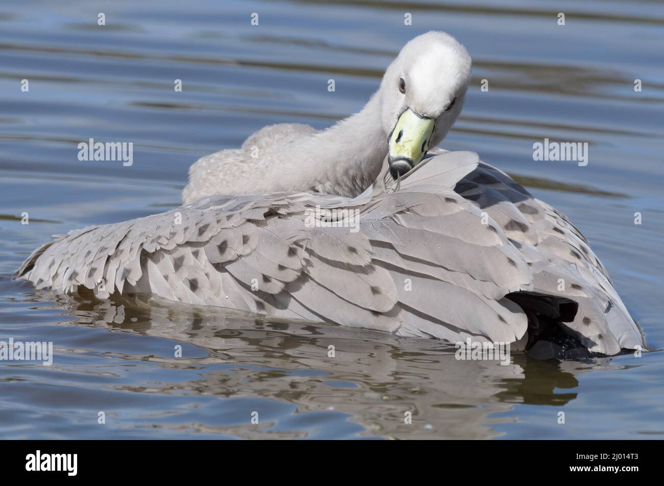 A large Cape Barren goose preening itself on the water Stock Photo