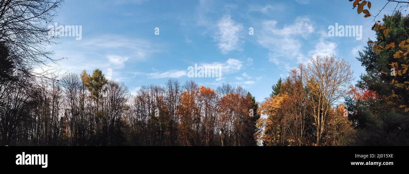 Scenic view of an autumn forest against cloudy blue sky Stock Photo - Alamy