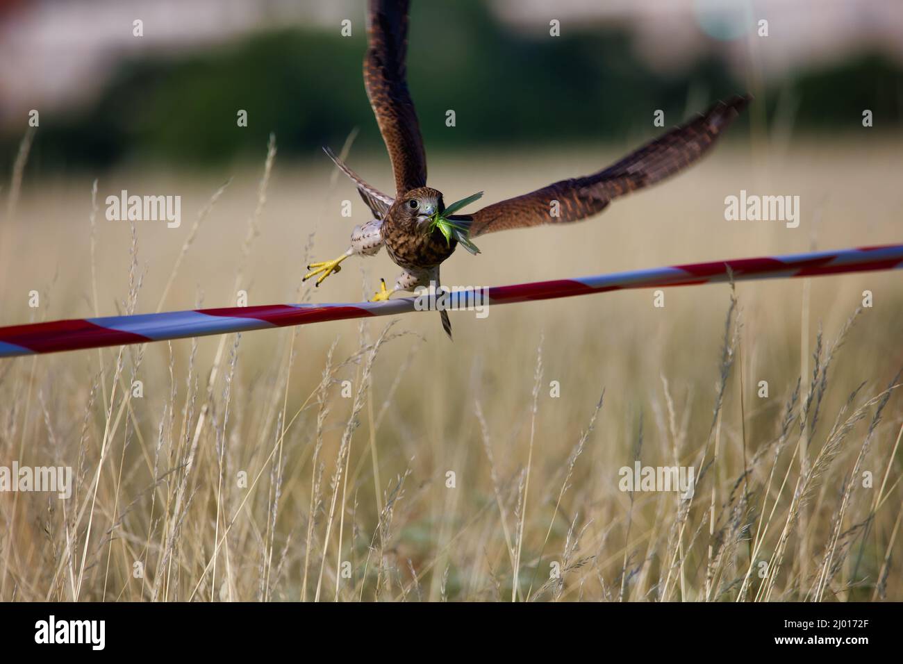 Flying brown falcon with a branch flying over the Tempelhof Field in Berlin Stock Photo