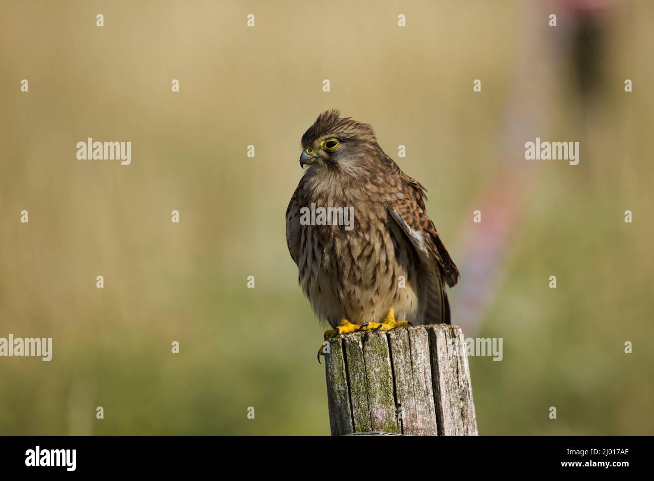 Closeup shot of a brown falcon on the Tempelhof Field in Berlin, Germany Stock Photo