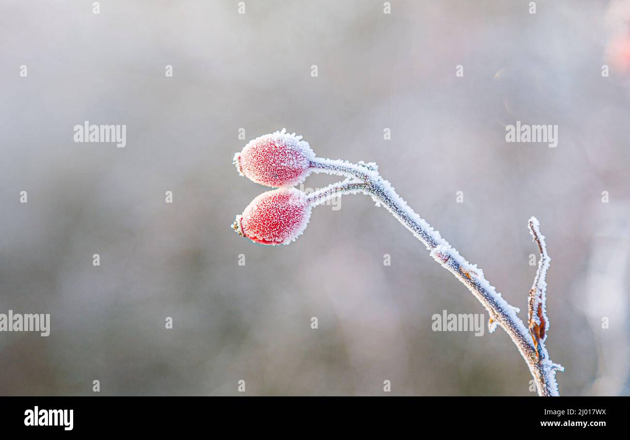 beautiful red rose hip with ice in winter Stock Photo - Alamy