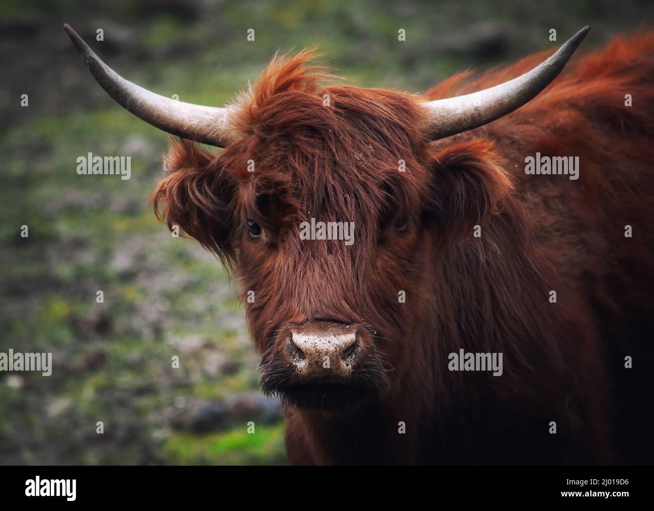 Closeup portrait of a Highland cow Stock Photo - Alamy